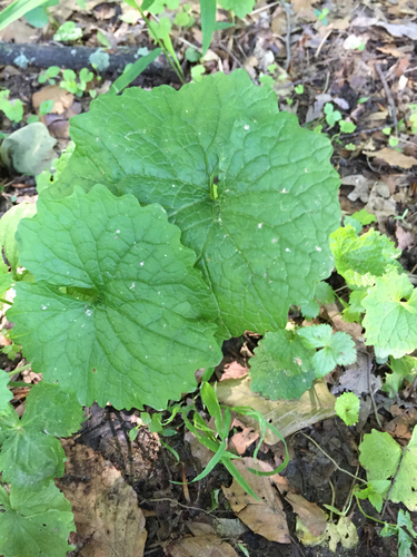 garlic mustard