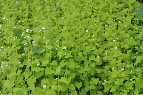 garlic mustard