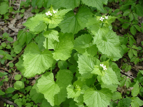 garlic mustard