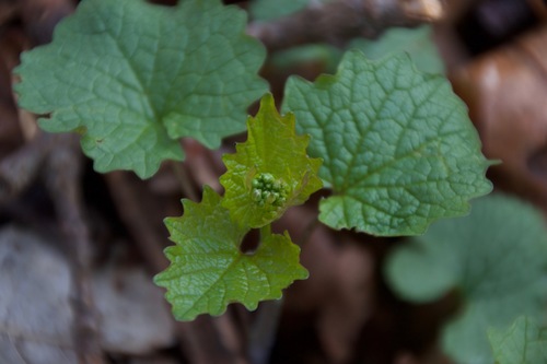 garlic mustard