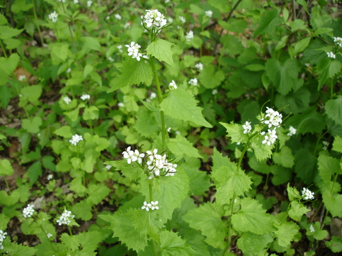 garlic mustard