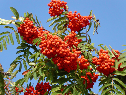 European mountain ash