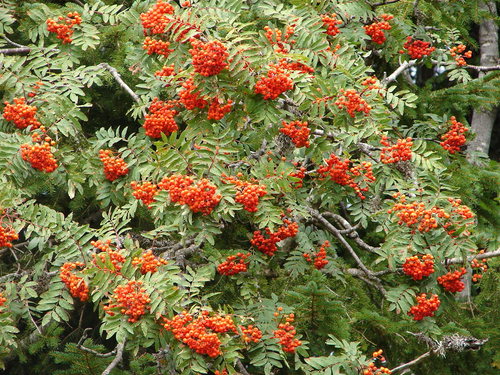 European mountain ash