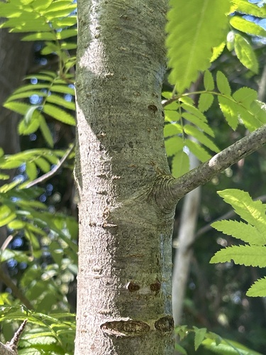 European mountain ash