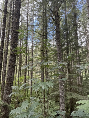 European mountain ash