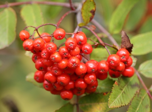 European mountain ash
