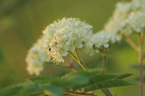European mountain ash