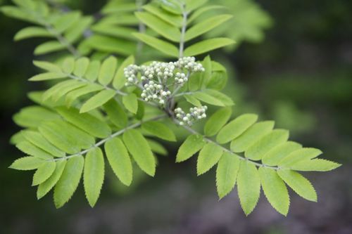 European mountain ash