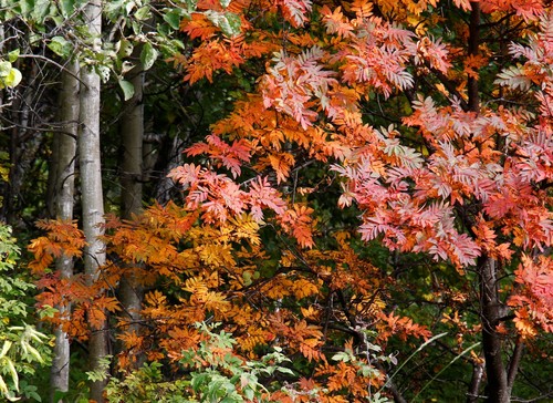 European mountain ash