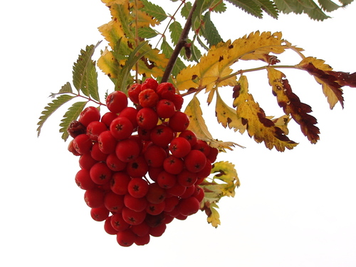 European mountain ash