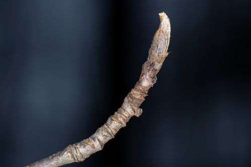 European mountain ash