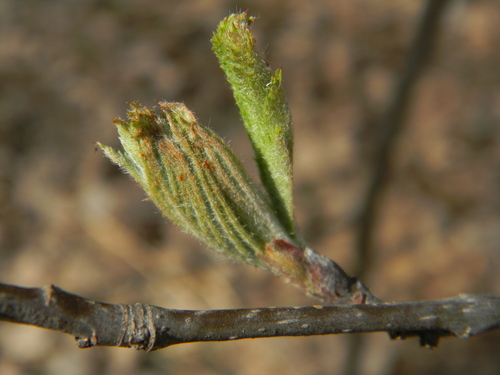 European mountain ash
