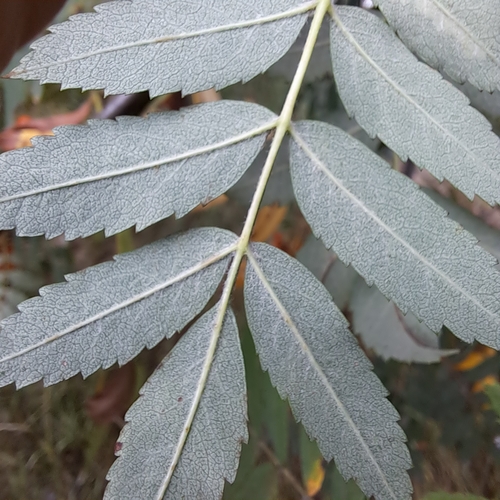 European mountain ash