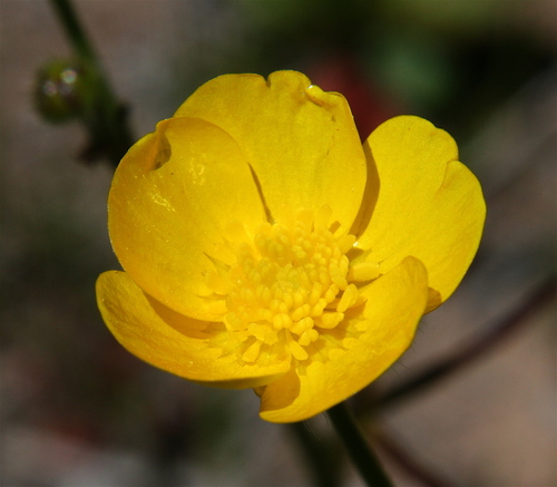 meadow buttercup
