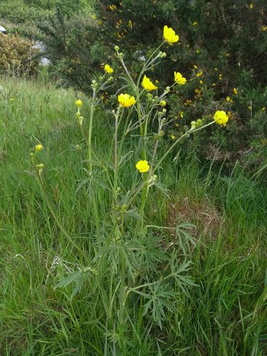 meadow buttercup