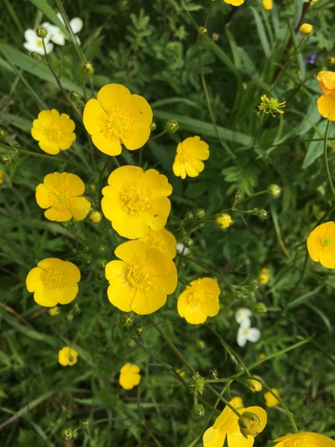meadow buttercup