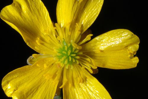 meadow buttercup