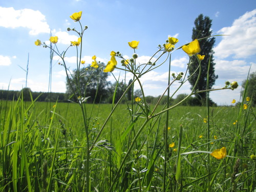 meadow buttercup