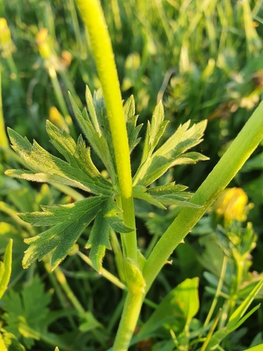 meadow buttercup
