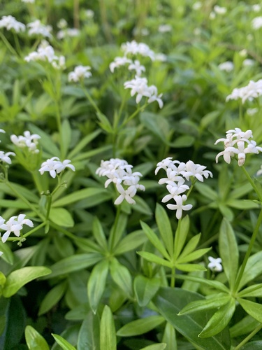 Sweet Woodruff