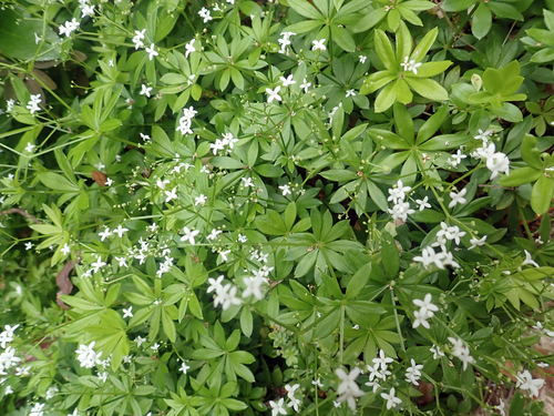 Sweet Woodruff
