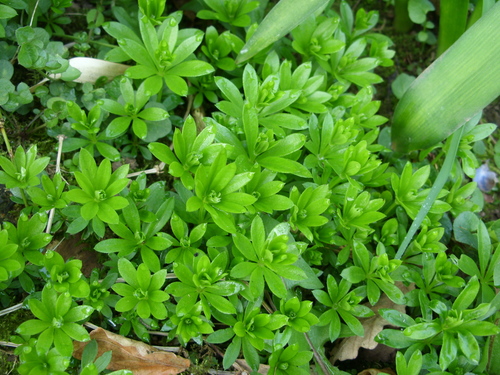 Sweet Woodruff