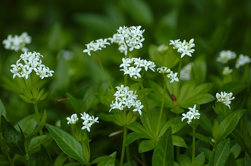 Sweet Woodruff