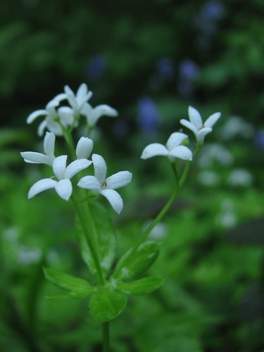 Sweet Woodruff