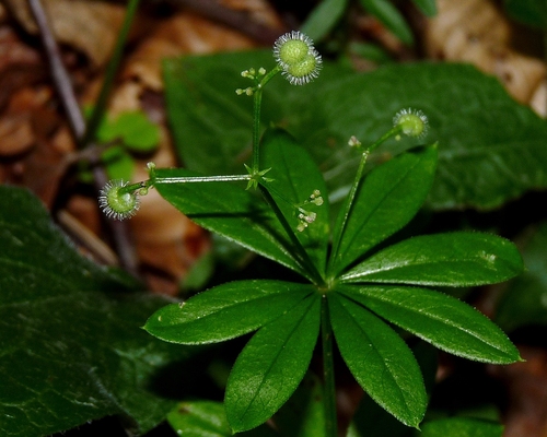Sweet Woodruff