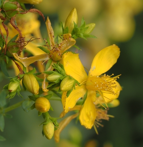 Common St. John's Wort