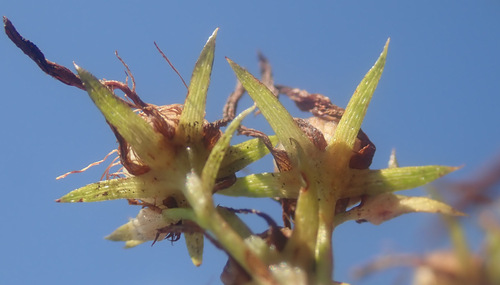 Common St. John's Wort