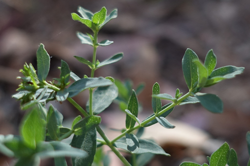 Common St. John's Wort