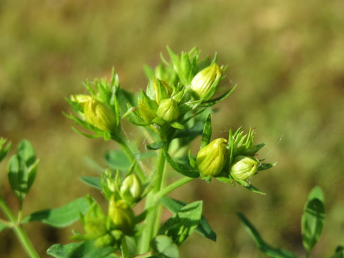 Common St. John's Wort
