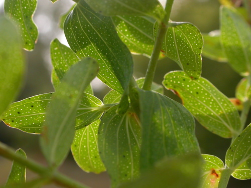 Common St. John's Wort