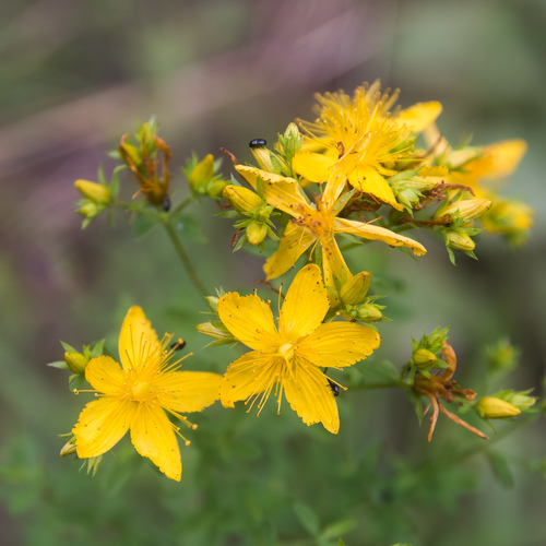 Common St. John's Wort