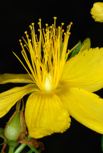 Common St. John's Wort