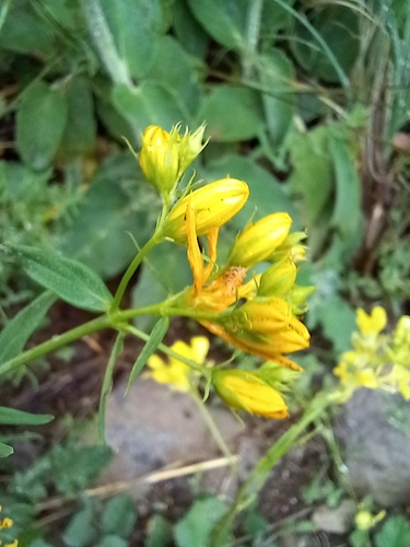 Common St. John's Wort