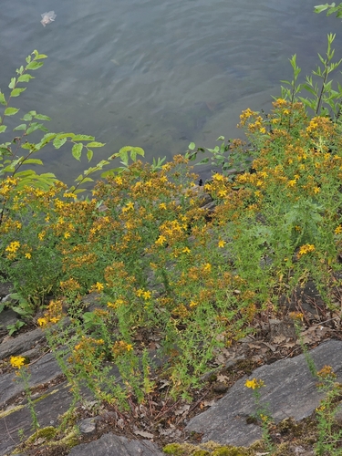 Common St. John's Wort