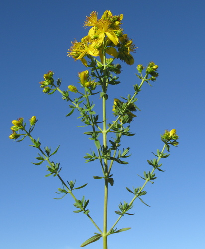 Common St. John's Wort