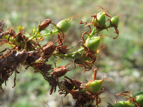 Common St. John's Wort