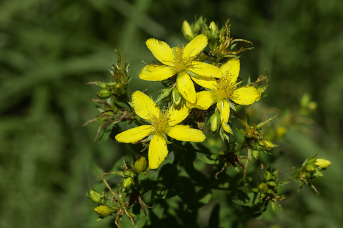 Common St. John's Wort
