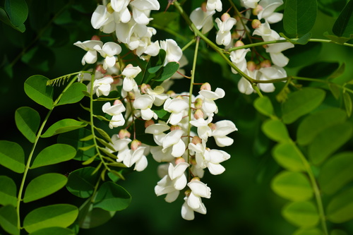 black locust