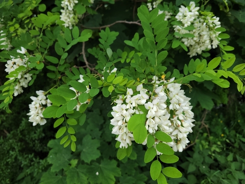 black locust