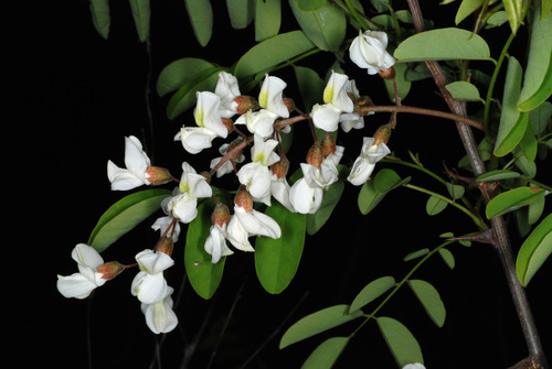 black locust
