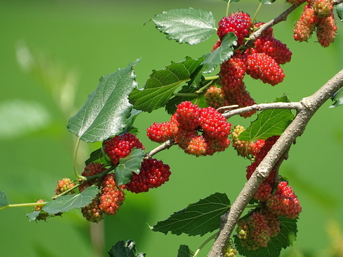 white mulberry