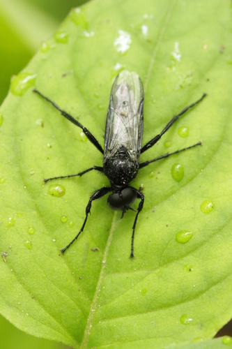 Hawthorn Fly