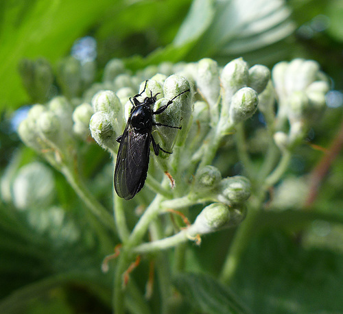 Hawthorn Fly