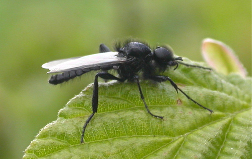 Hawthorn Fly
