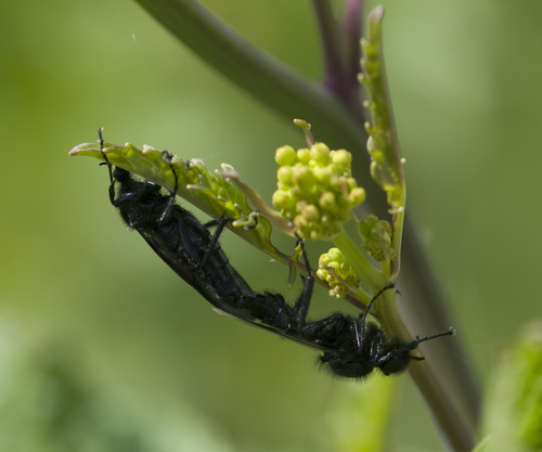Hawthorn Fly