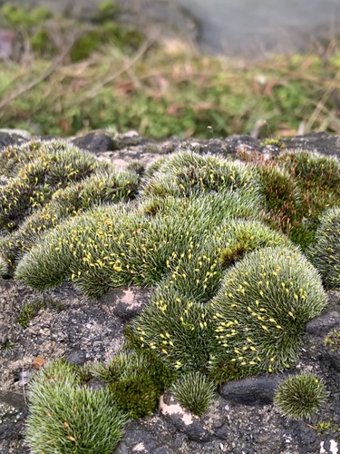 Grey-cushioned Grimmia